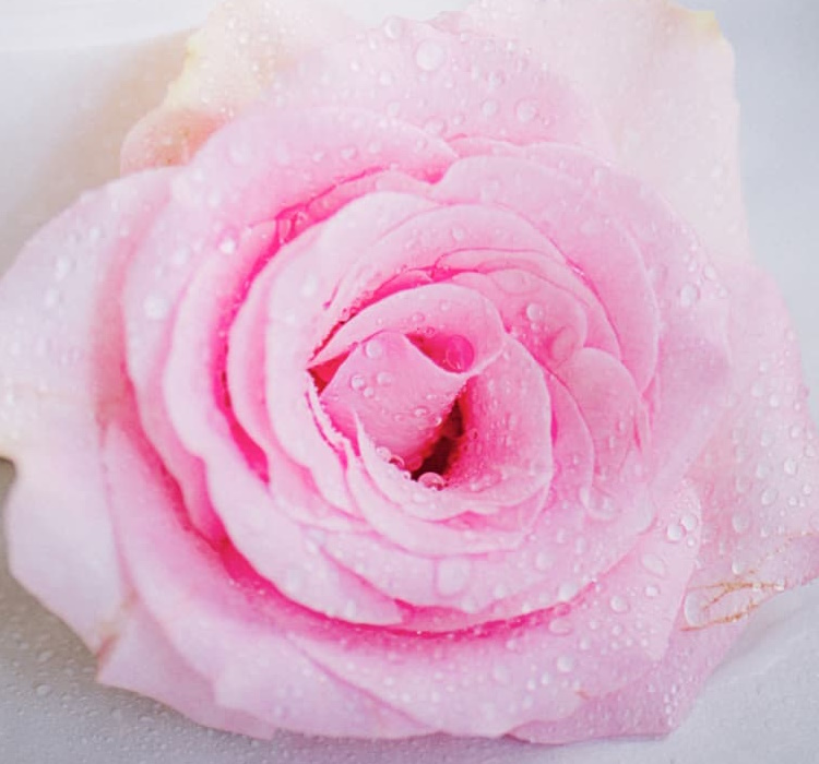 Feast of St Therese 2023