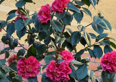Camelias at the Front of Monastery