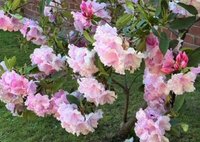 Carmelite Monastery, Kew, Melbourne - Pink Pearl Rhododendron