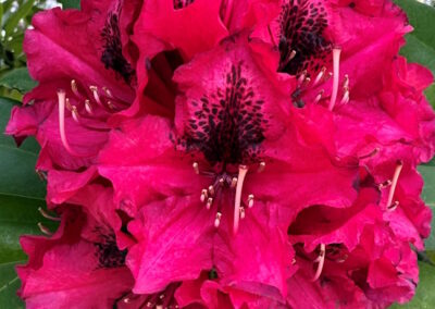 Carmelite Monastery - Rhododendron